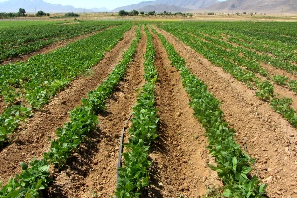 ۹۵ درصد از مزارع حبوبات استان قزوین بصورت دیم کشت می شود