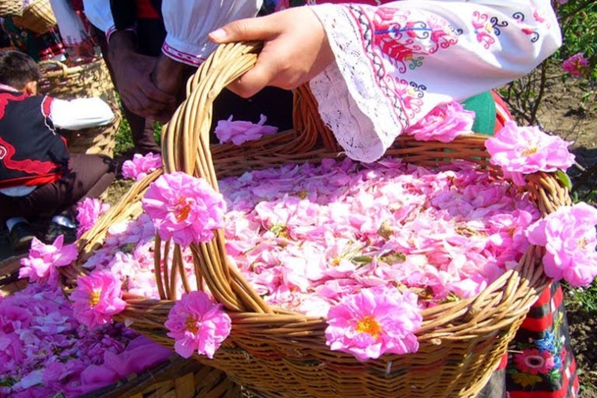 جشنواره گلاب گیری در نظرآباد برگزار می‌شود/ مزرعه گل محمدی میزبان گردشگران