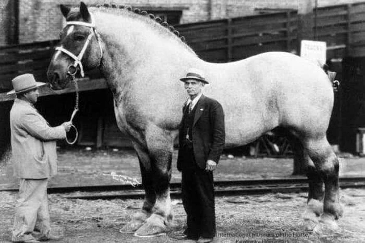 عجیب ترین اسب دنیا حتی از یک ماشین هم سنگین تر بود!