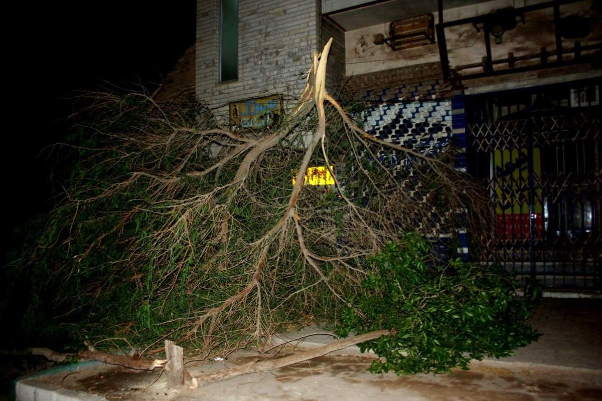 علت قطعی برق شهر کرمانشاه شکستن شاخه درختان بود