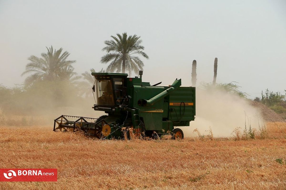 روزهای پر برکت کشاورزی خوزستان / پیشبینی افزایش خرید ۱۰ درصدی گندم از کشاورزان
