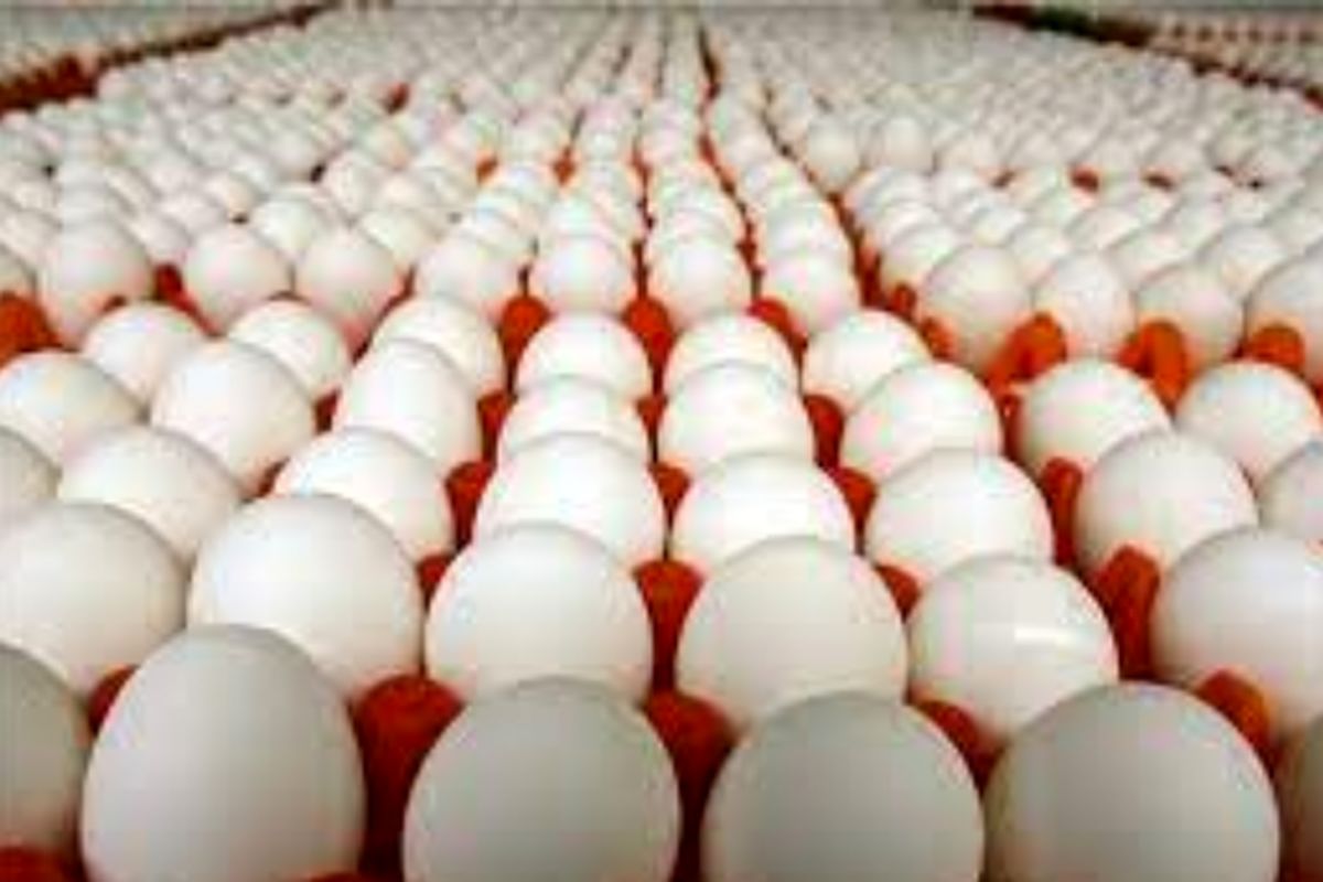 ۱۷ هزار تن تخم مرغ در واحدهای مرغ تخمگذار استان قزوین تولید شد