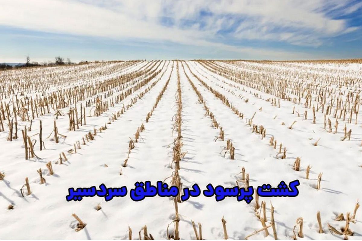پردرآمدترین محصول کشاورزی در مناطق سردسیر
