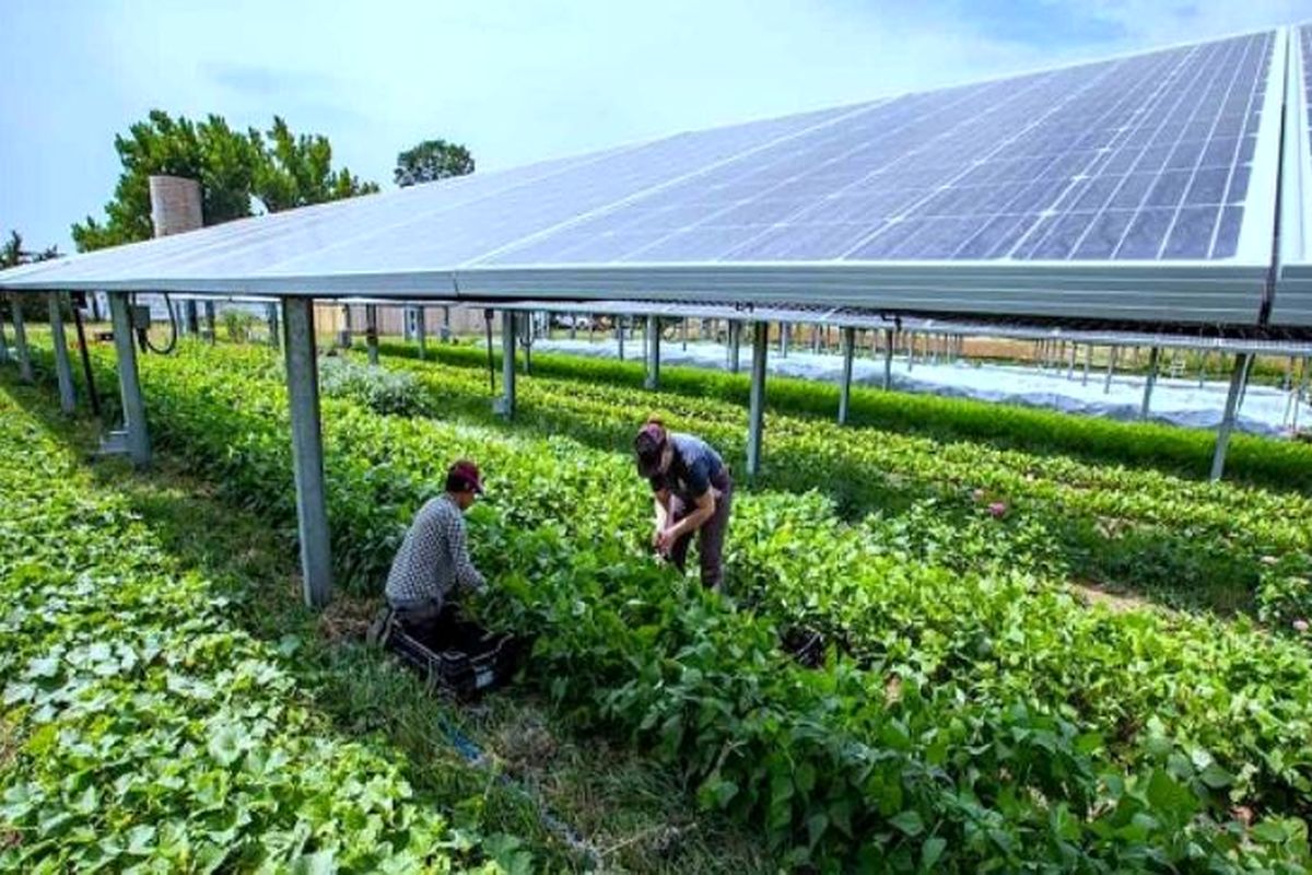 همکاری هند و سوئد در راه‌اندازی مزارع هوشمند با انرژی خورشیدی