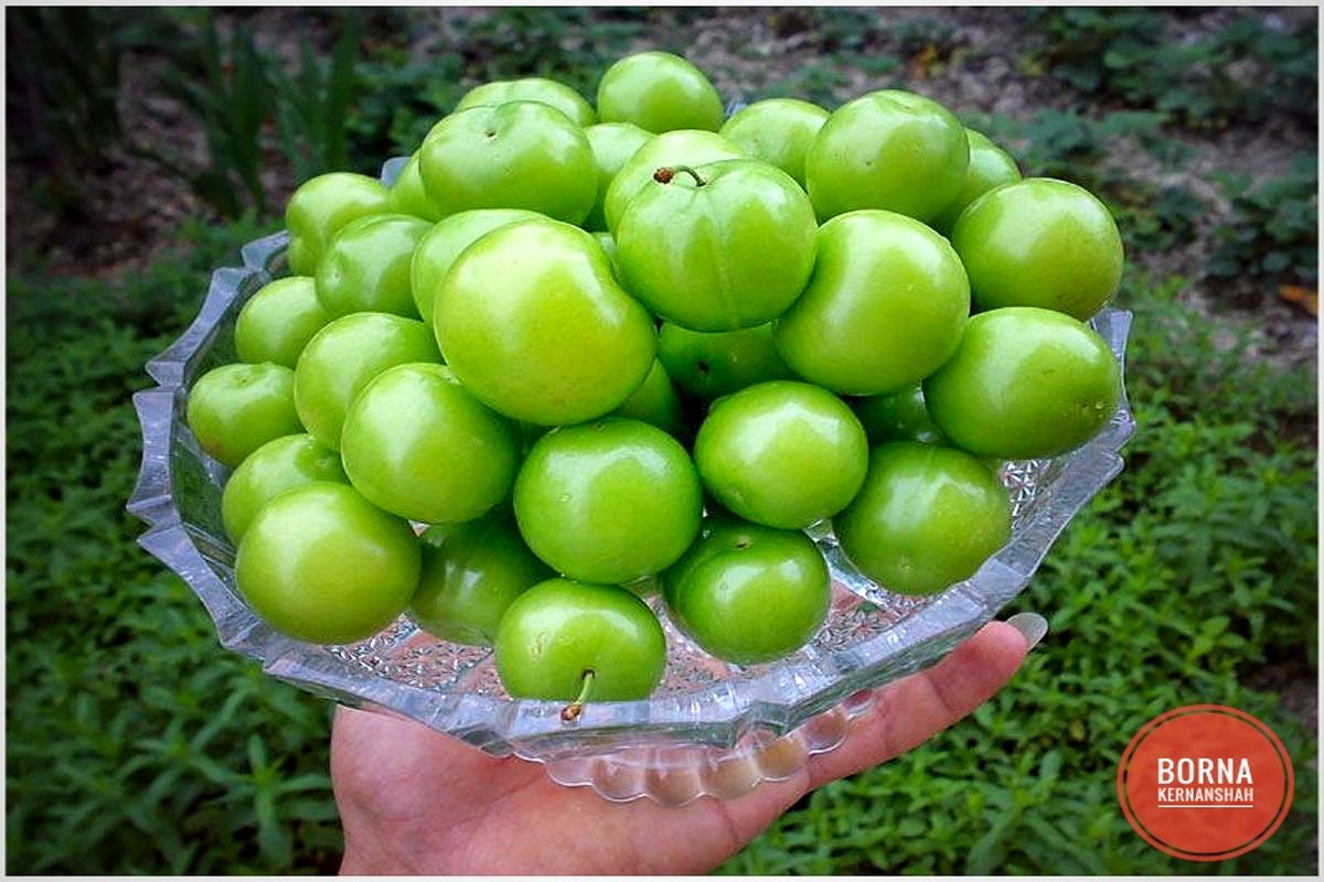 یک هزار و ۵۸۰ تن گوجه سبز در استان قزوین برداشت می‌شود