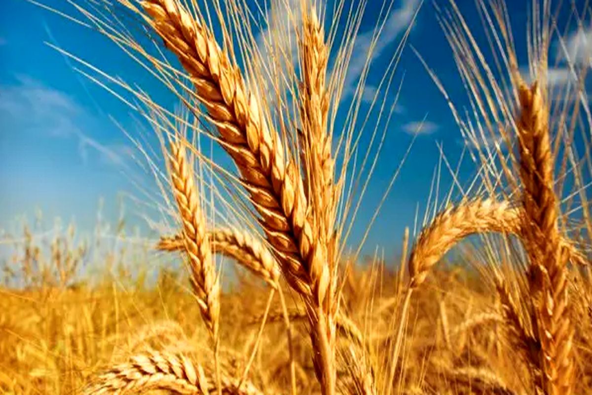 حدود ۱۷ هزار تن گندم در استان سمنان خرید تضمینی شد