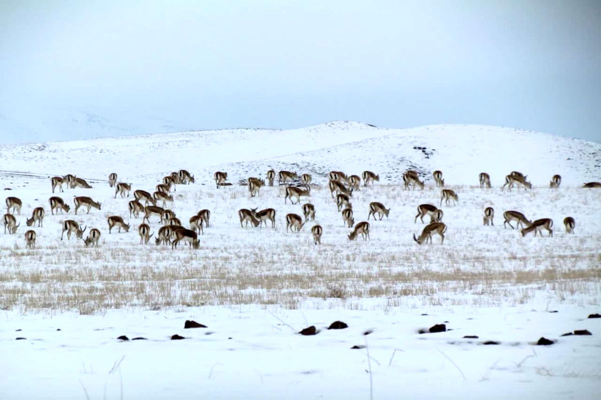 المان" گله آهو" در شهر زنجان نصب می‌شود