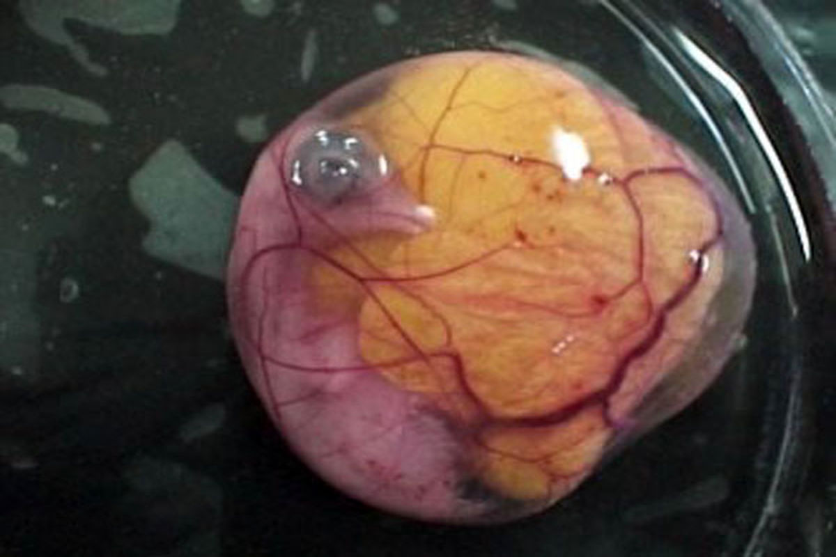 آقامیری: تاکنون ۵ میلیون تخم مرغ نطفه دار وارد کشور شده است