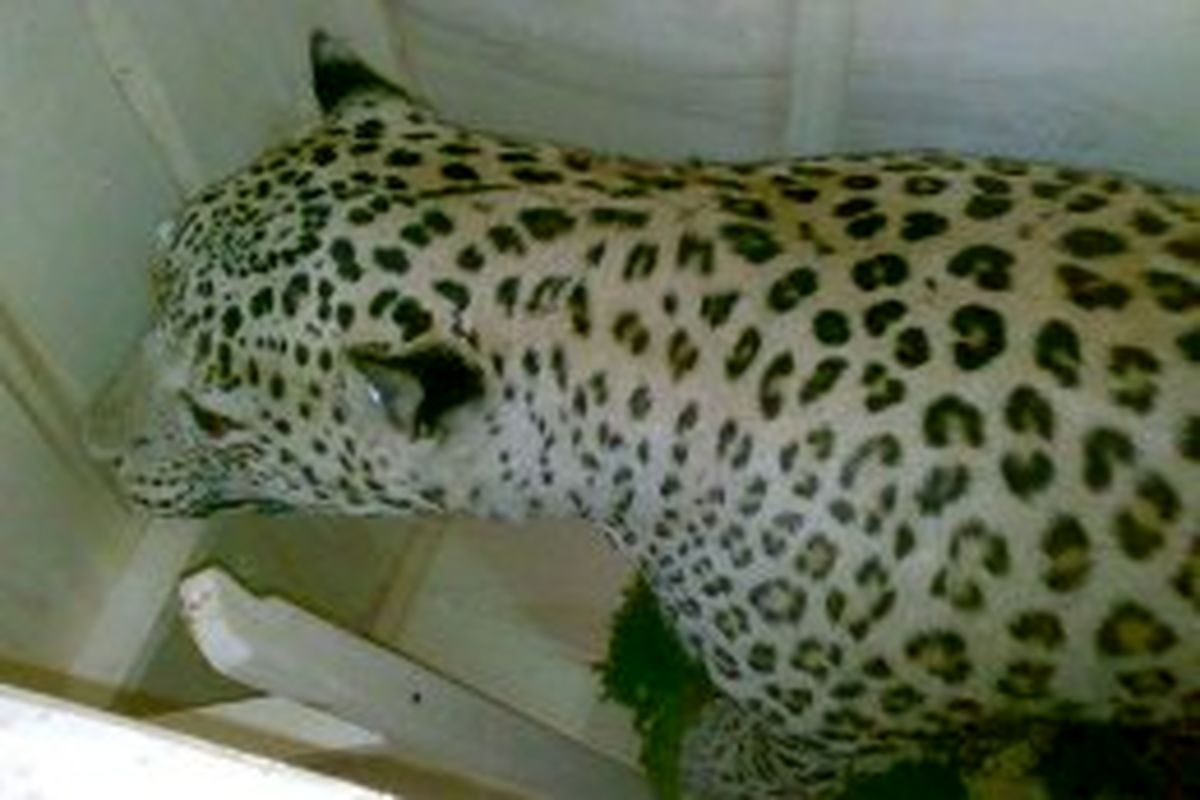 اسلاملو : حیوانات قاچاق و تاکسیدرمی شده در شیراز کشف شدند