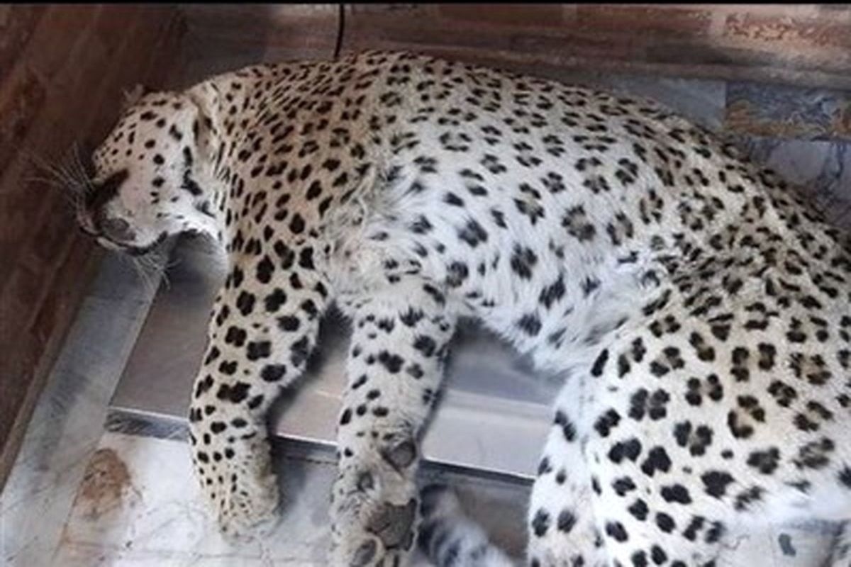 زخمی شدن یک پلنگ در هرمزگان بر اثر برخورد با خودرو