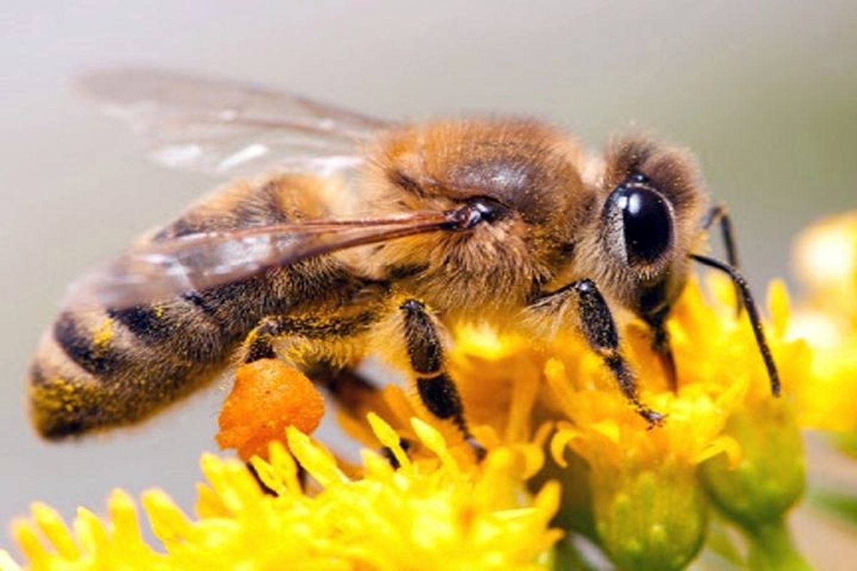 "زهر زنبور عسل" عملکرد آنتی‌بیوتیکی دارد