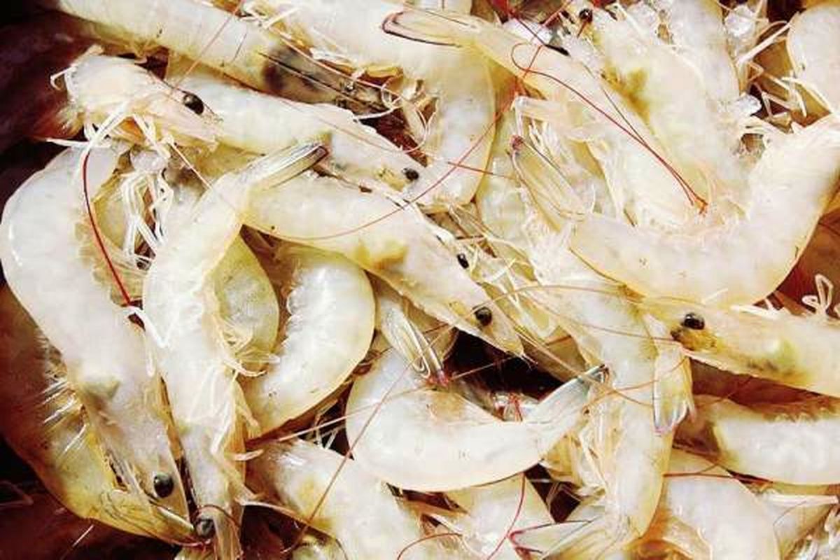 تولید میگوی پرورشی صادرات‌محور برنامه‌ریزی شده است/ صادرات میگو به بیش از ۲۱ کشور