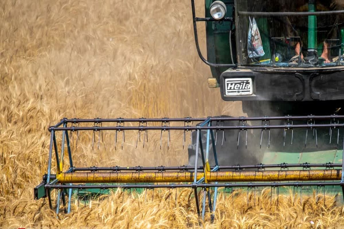 خرید گندم کشاورزان مازندرانی از ۱۱۰ هزارتن فراتر رفت