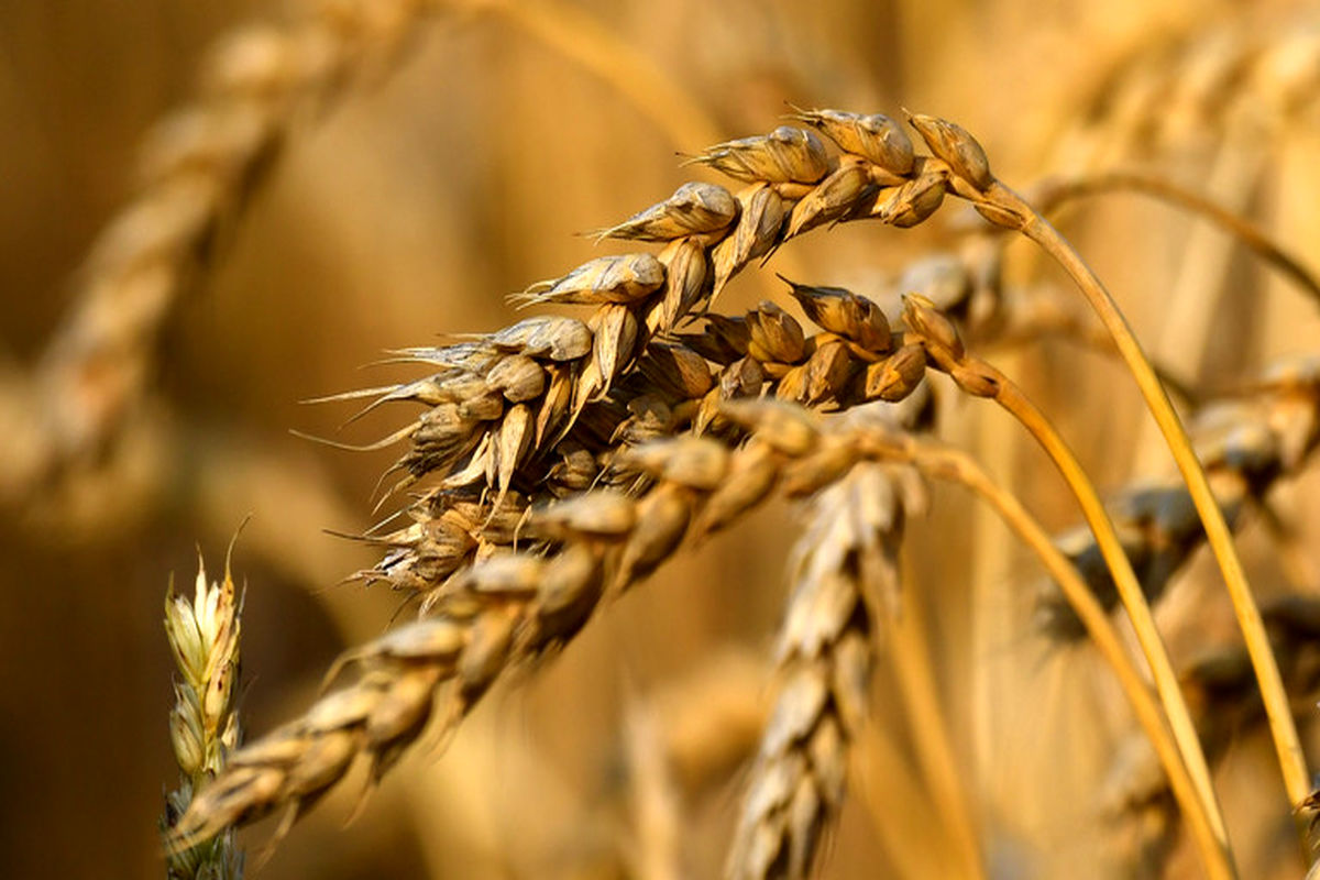 میزان خرید گندم از ۷ میلیون و ۲۰۰ هزار تُن فراتر رفت