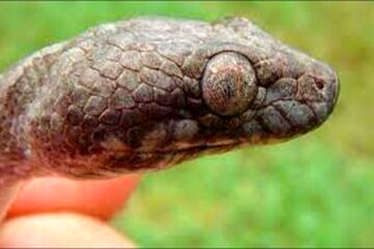 نام خوفناک یک مار کمیاب با ظاهری عجیب+عکس