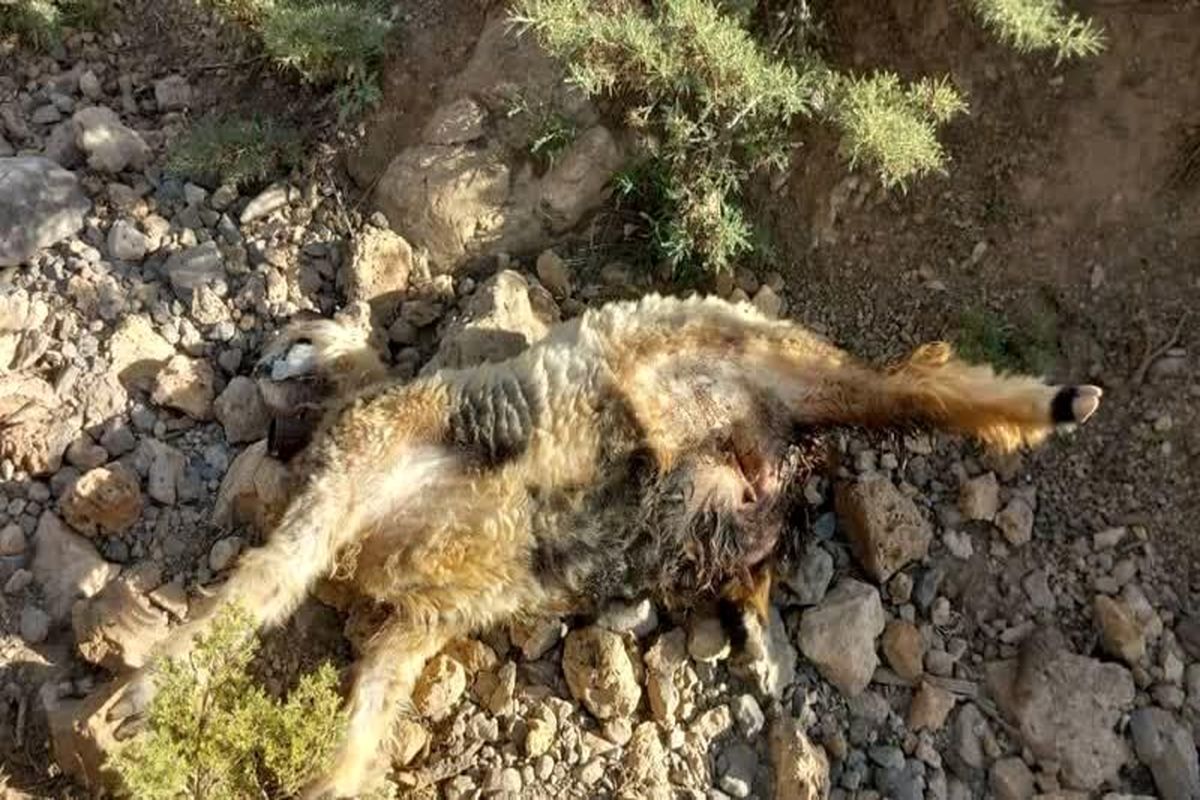 خرس ۱۰ راس گوسفند عشایر شهرستان بروجن را تلف کرد