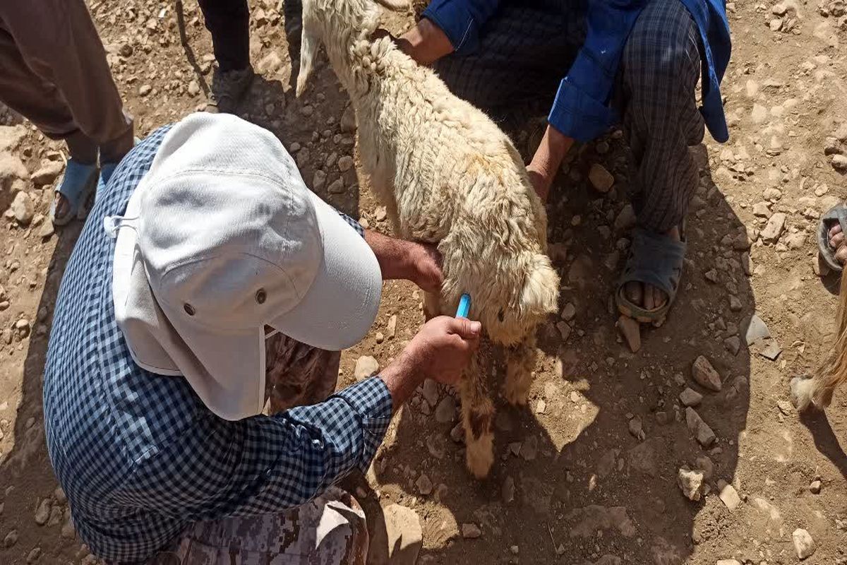 اعزام  کاروان دامپزشکی قرارگاه جهادی توسعه روستایی بنیاد احسان به منطقه عشایری سیاه کوه