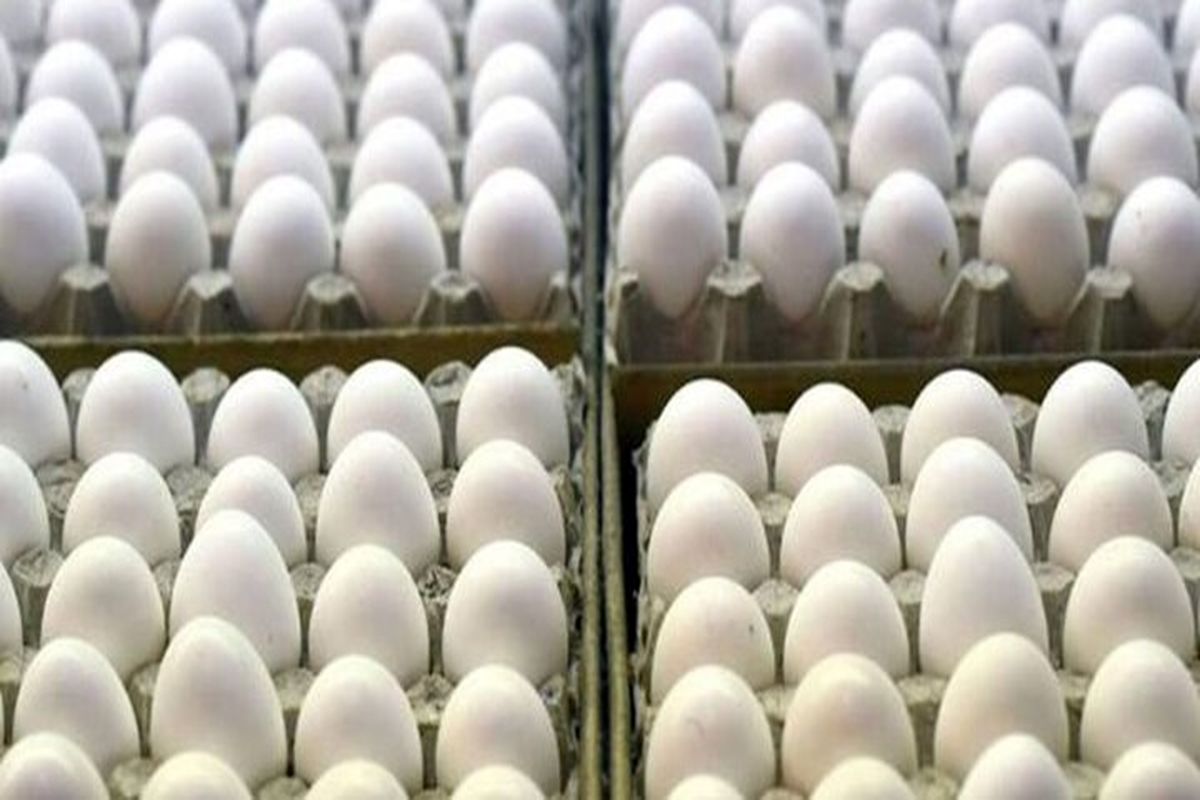 تخم مرغ در بازار میوه و تره بار چقدر است؟