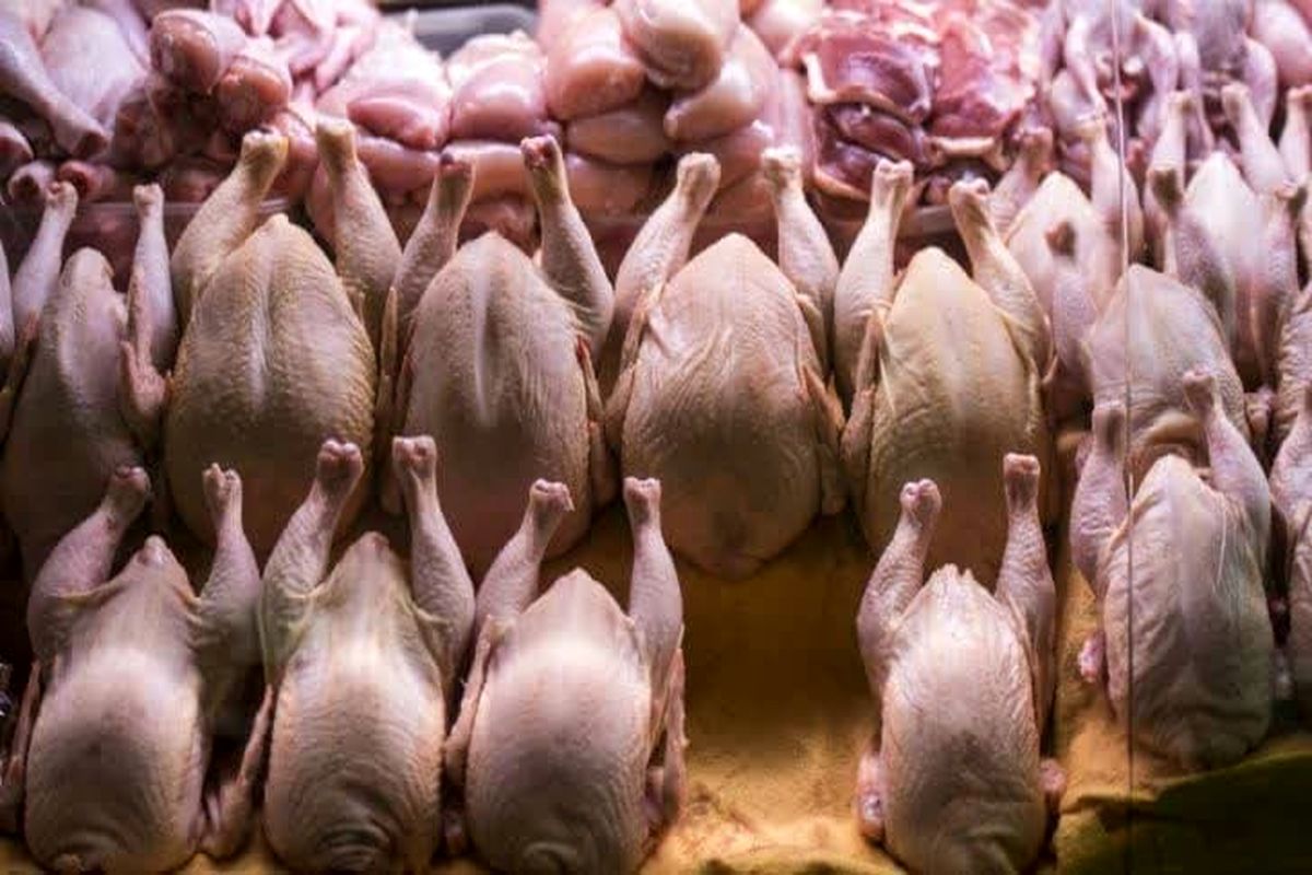 ثبات و آرامش در بازار مرغ/ امراللهی: مرغ کیلویی ۷۸ هزار تومان است