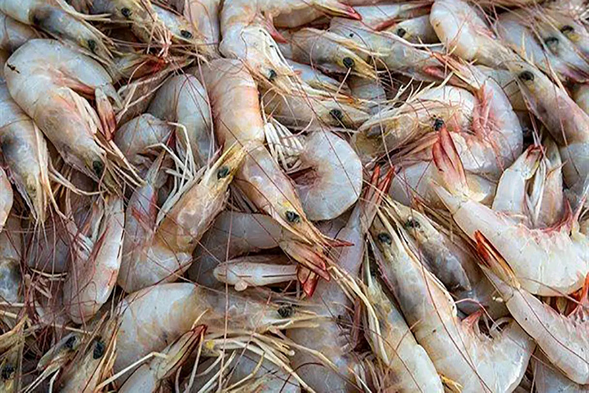 آزاد سازی صید میگوی ببری و ادامه ممنوعیت صید ماهی در صیدگاه بحرکان