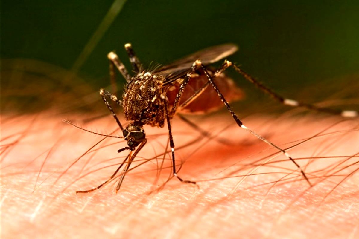 هشدار مهم به شهروندان گیلانی و مازندرانی / ورود یک پشه کُشنده به شمال کشور