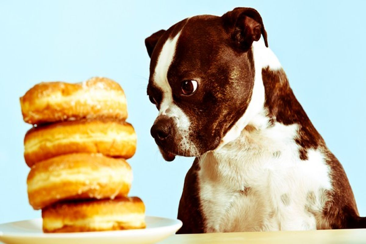 ۵ غذایی که سگ شما هرگز نباید بخورد!