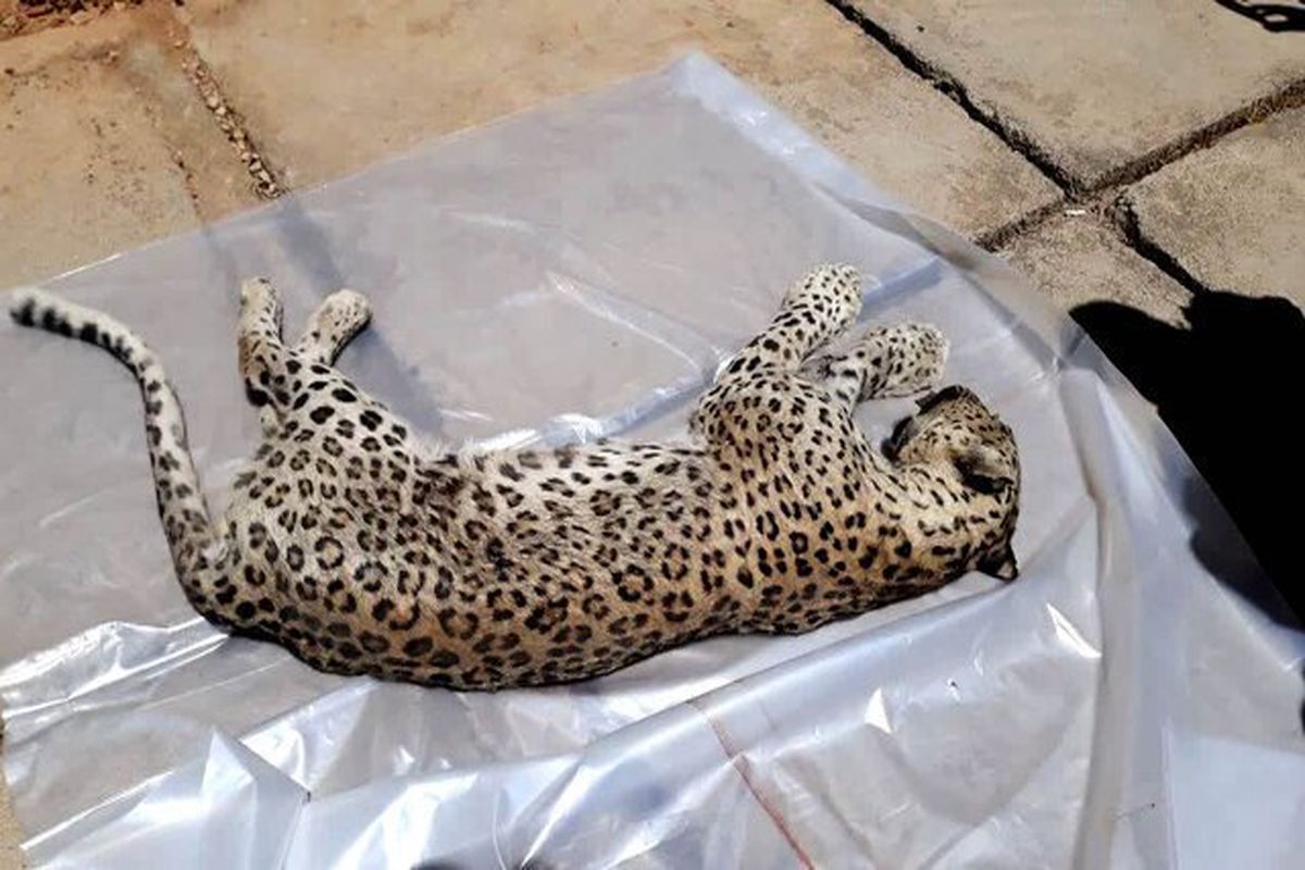 تصویری دلخراش از کشف جسد یک پلنگ ایرانی در میان ‌زباله‌ها