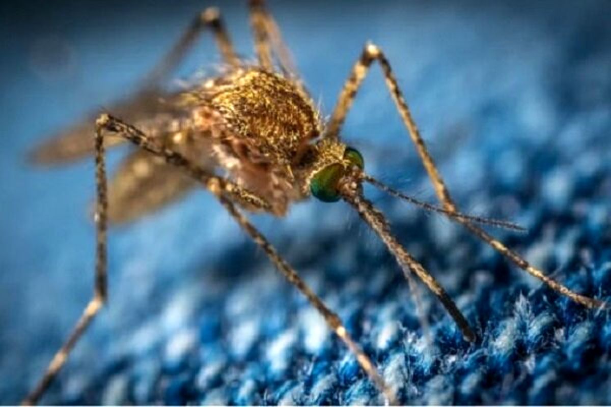 مالاریا در این محیط‌ها به انسان بیشتر منتقل می‌شود