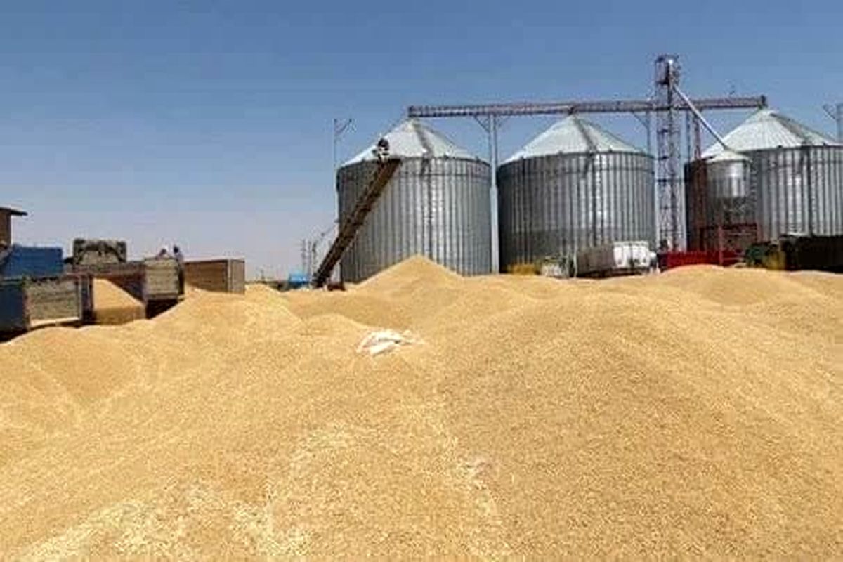 افزایش ۸۲ درصدی خرید گندم مازاد بر نیاز کشاورزان لرستان