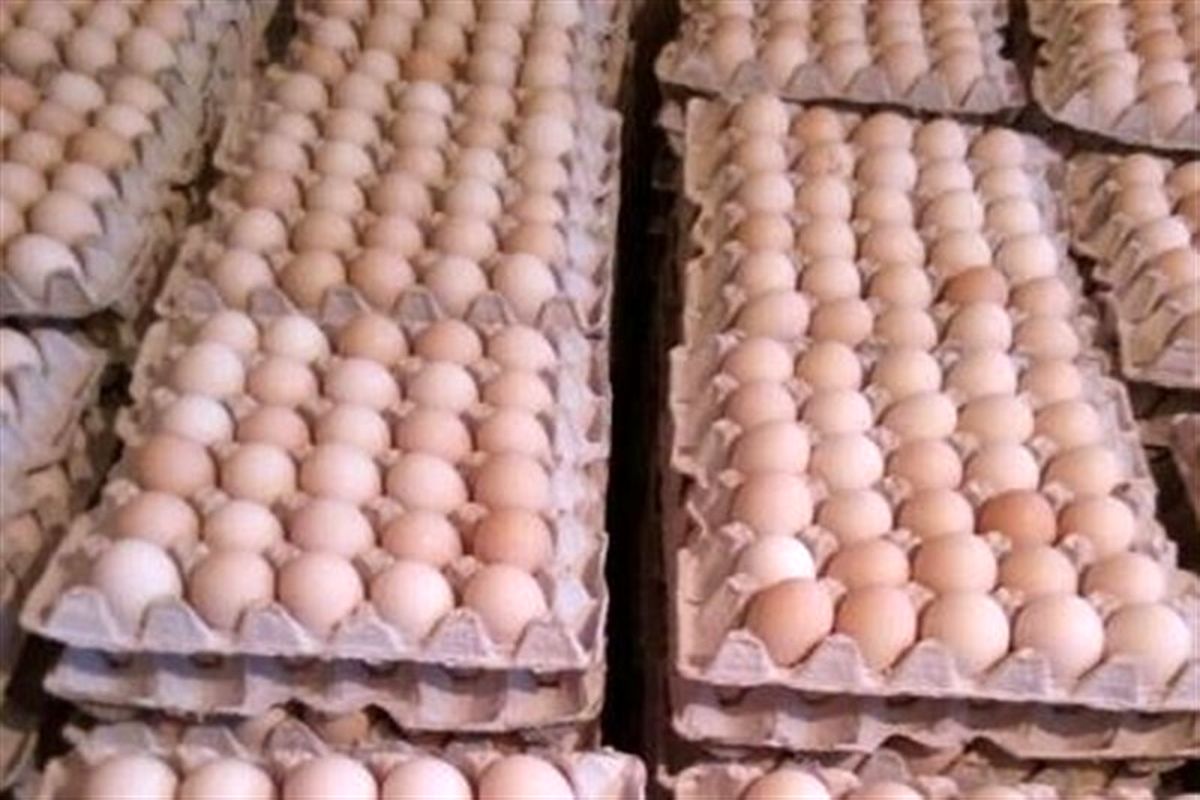 ۸۶۰۰ تن تخم مرغ در استان قزوین تولید شد