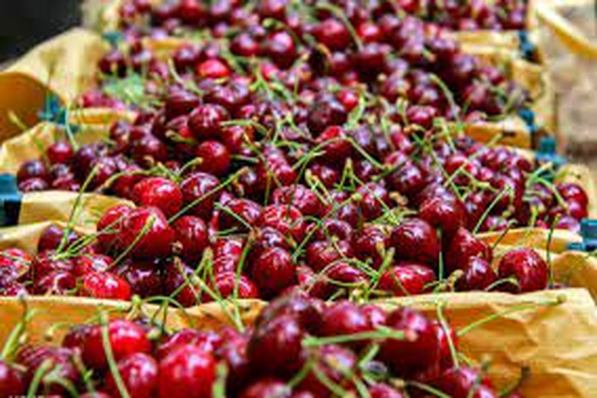 ۳۰۰ تن محصول باغی از قزوین به کشور روسیه صادر شد