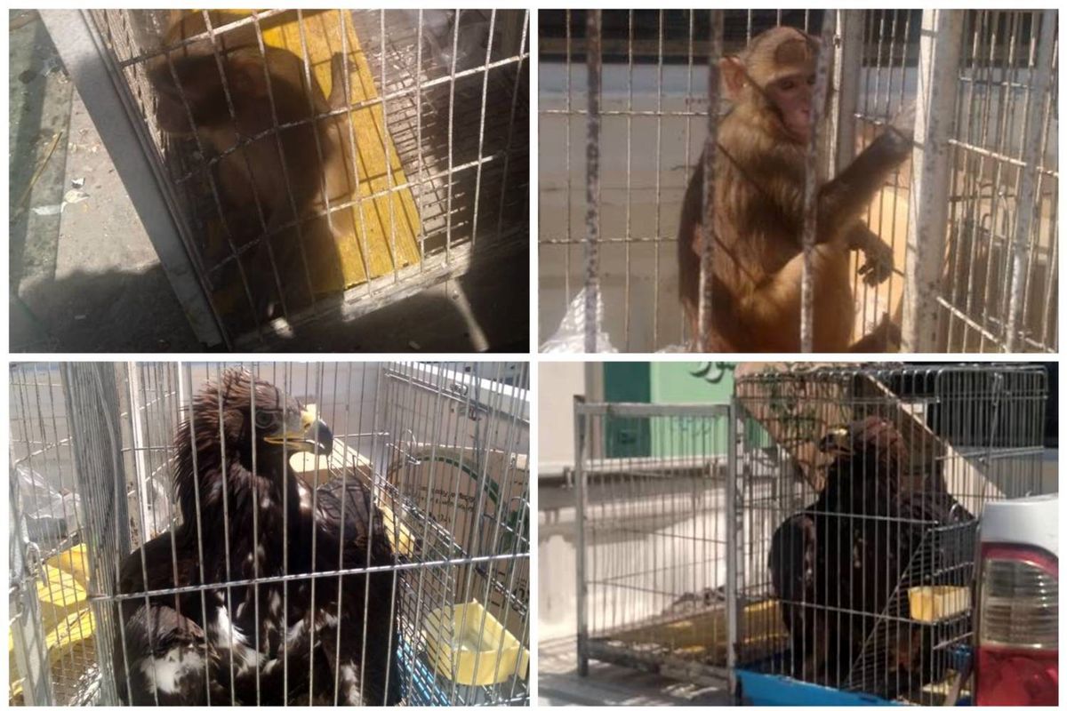 کشف و ضبط یک قلاده میمون و یک بهله عقاب در شهرستان بهارستان