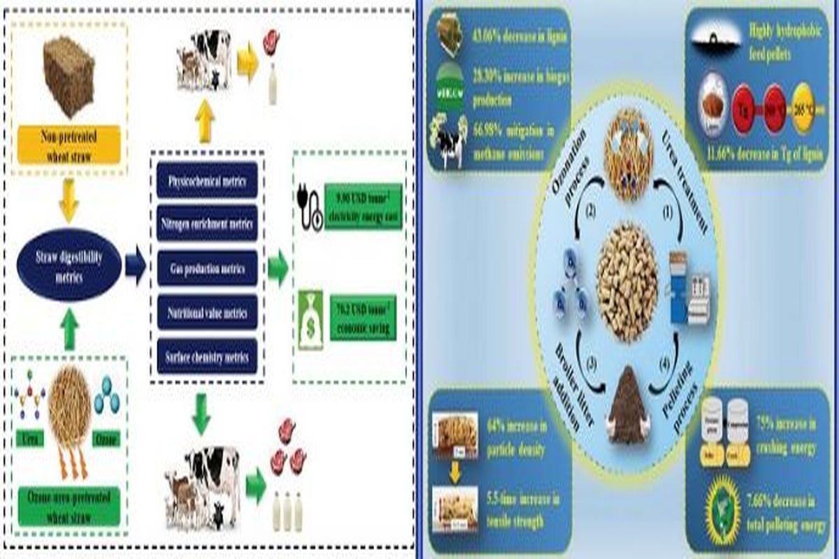 تولید خوراک دام غنی از نیتروژن با هضم‌پذیری بالا