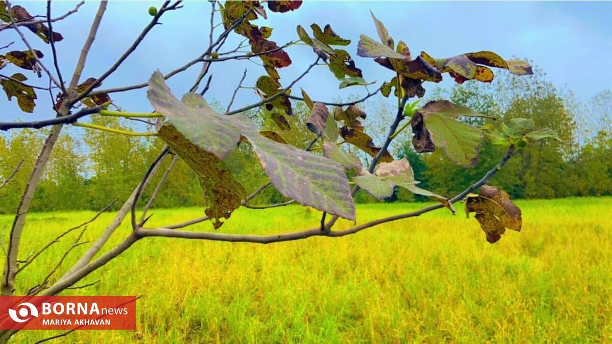 جلوه های طبیعت پاییزی در گیلان