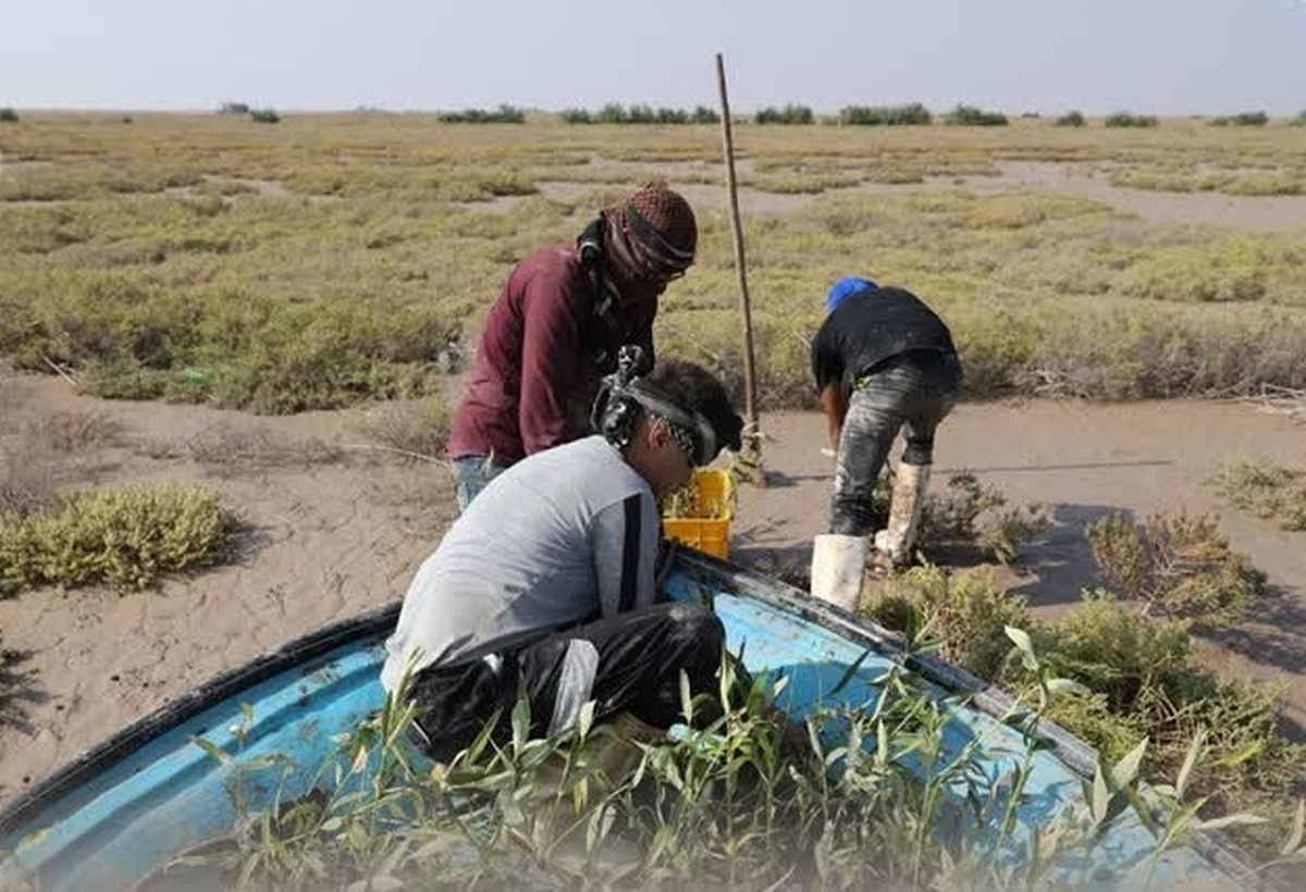 پالایشگاه آبادان در راستای اجرای طرح کاشت یک میلیارد درخت؛ 20 هزار اصله