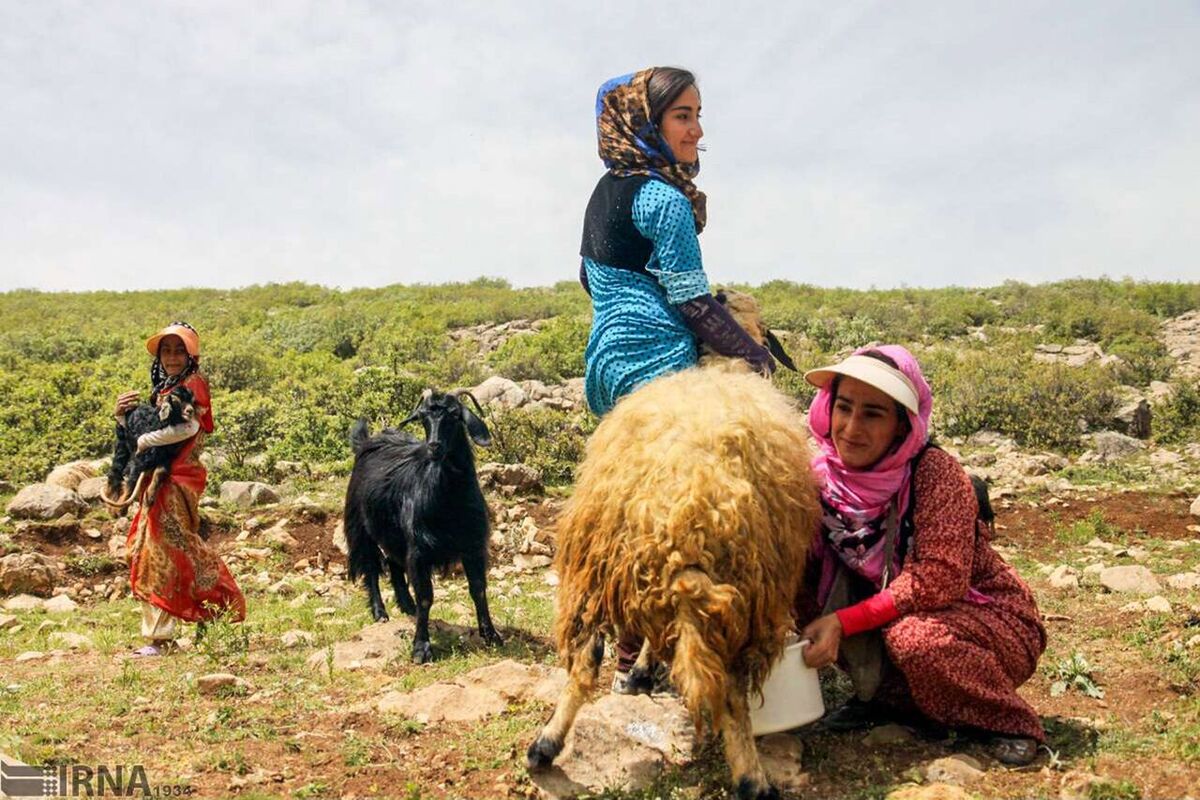 تسهیل دسترسی زنان عشایر و روستایی به مجوزهای سلامت برای تولید محصولات