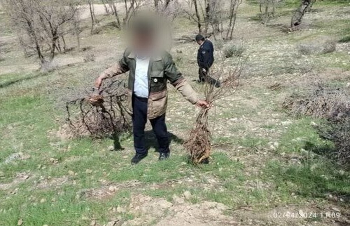 ماجرای قطع ۴۰۰ اصله درخت ثمری درگنجه‌ای  شهرستان بویراحمد