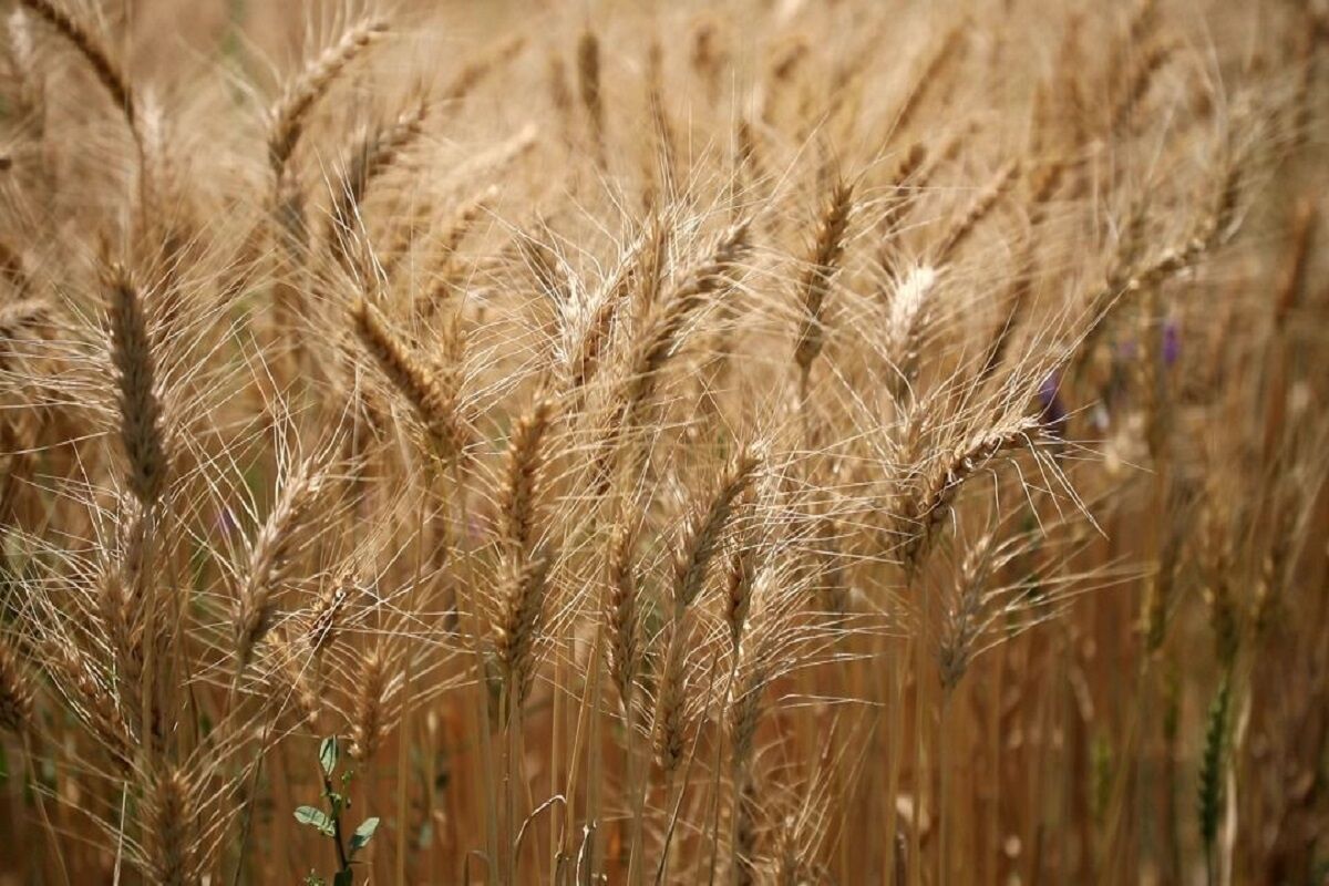 مهاجر: خودکفایی در تولید گندم نیازمند سمپاشی به‌موقع و مراقبت از مزارع است