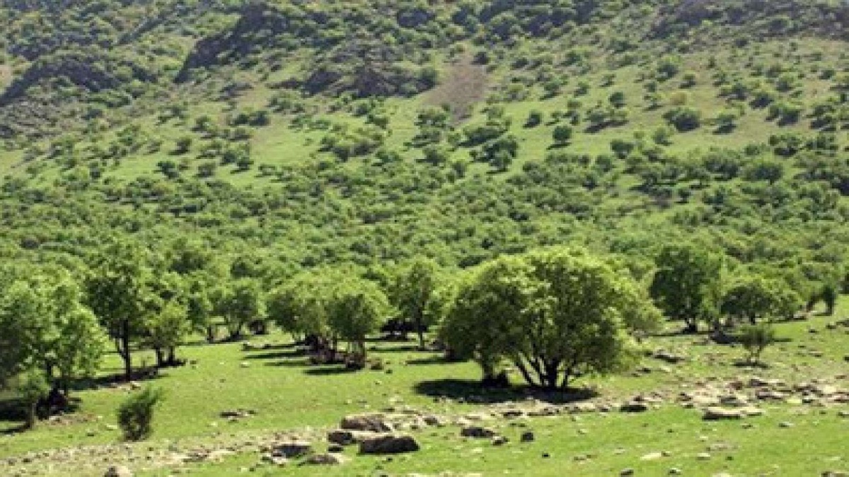 ممنوعیت بهره‌برداری از محصولات مرتعی و جنگلی در آذربایجان‌ غربی