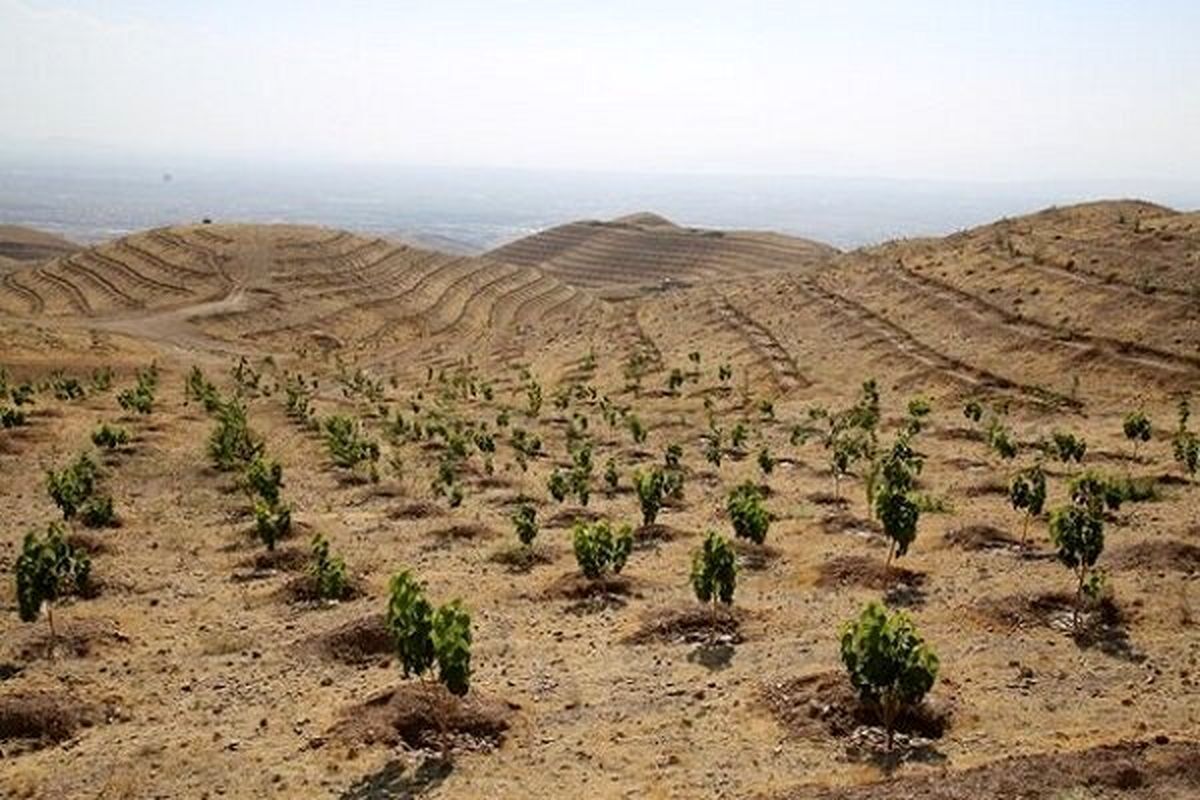 مشارکت دستگاه‌ها در اجرای طرح کاشت یک میلیارد درخت