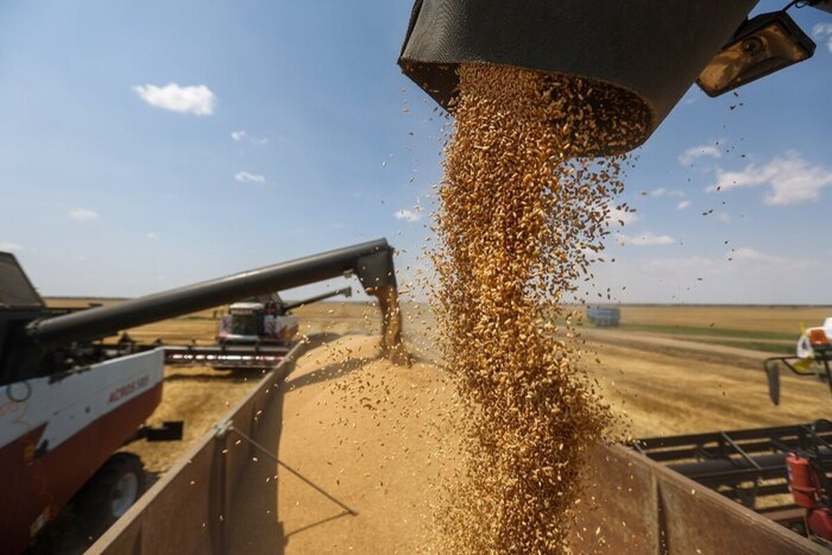پیش بینی تولید ۳۹۹ هزار تن گندم در سال جاری