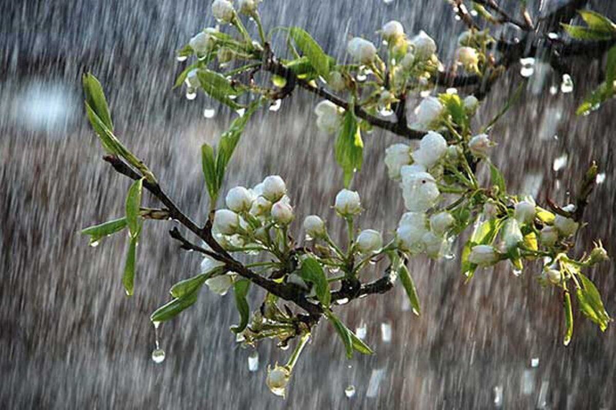 تاثیر مطلوب بارندگی‌های بهاری برکشت آبی
