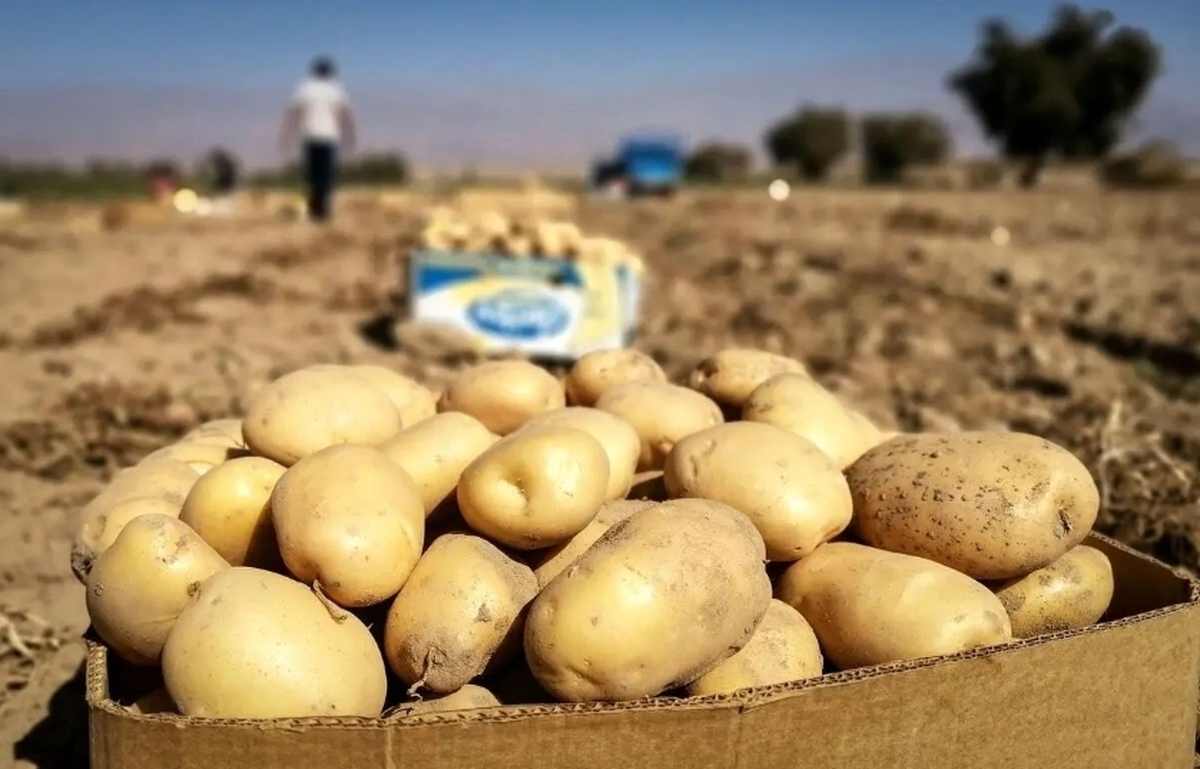 سیب‌زمینی ارزان شد