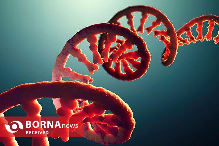 رمزگشایی از نقش پنهان RNA در مقابله با استرس سلولی رمزگشایی از نقش پنهان RNA در مقابله با استرس سلولی