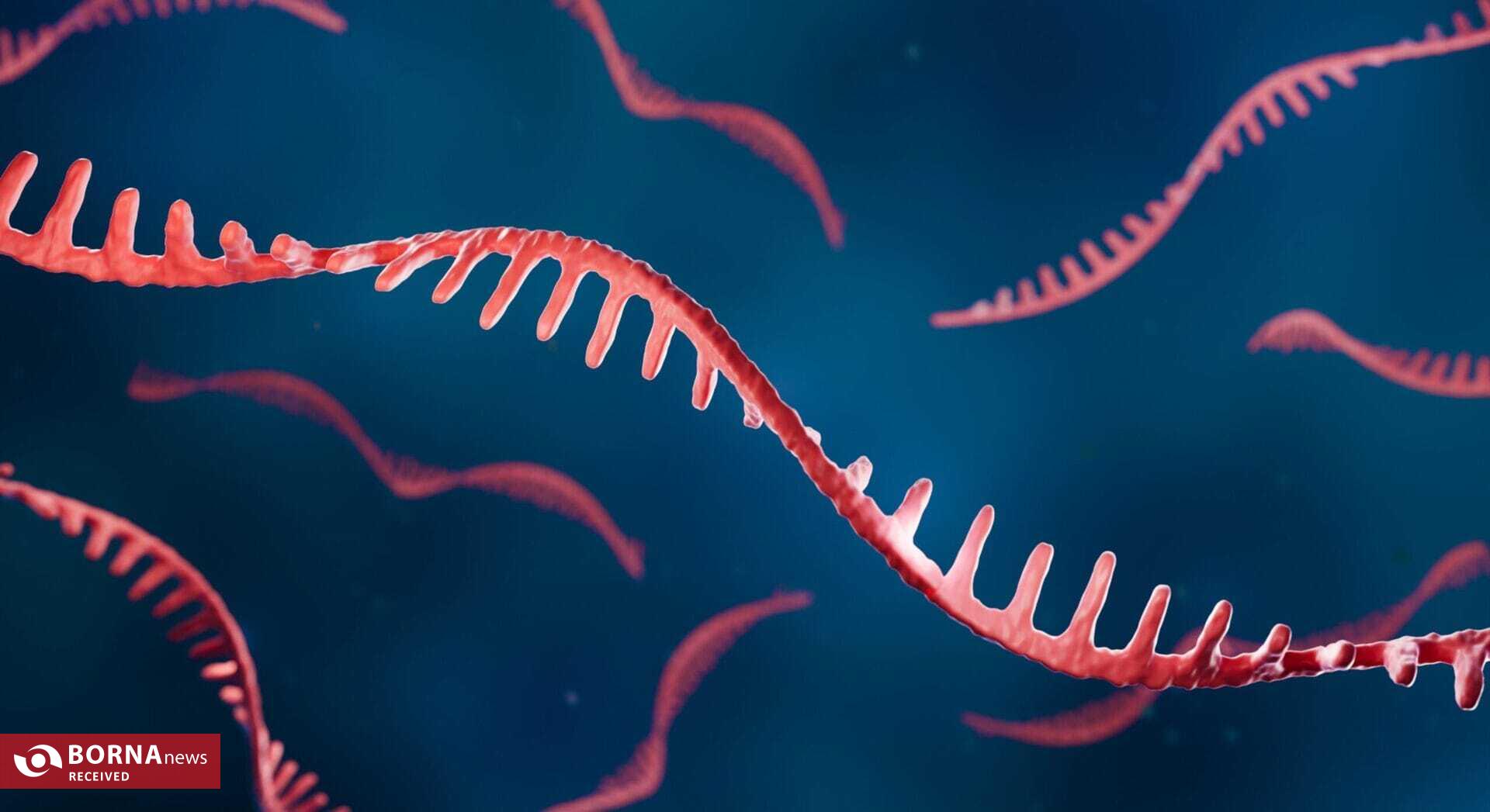 رمزگشایی از نقش پنهان RNA در مقابله با استرس سلولی رمزگشایی از نقش پنهان RNA در مقابله با استرس سلولی