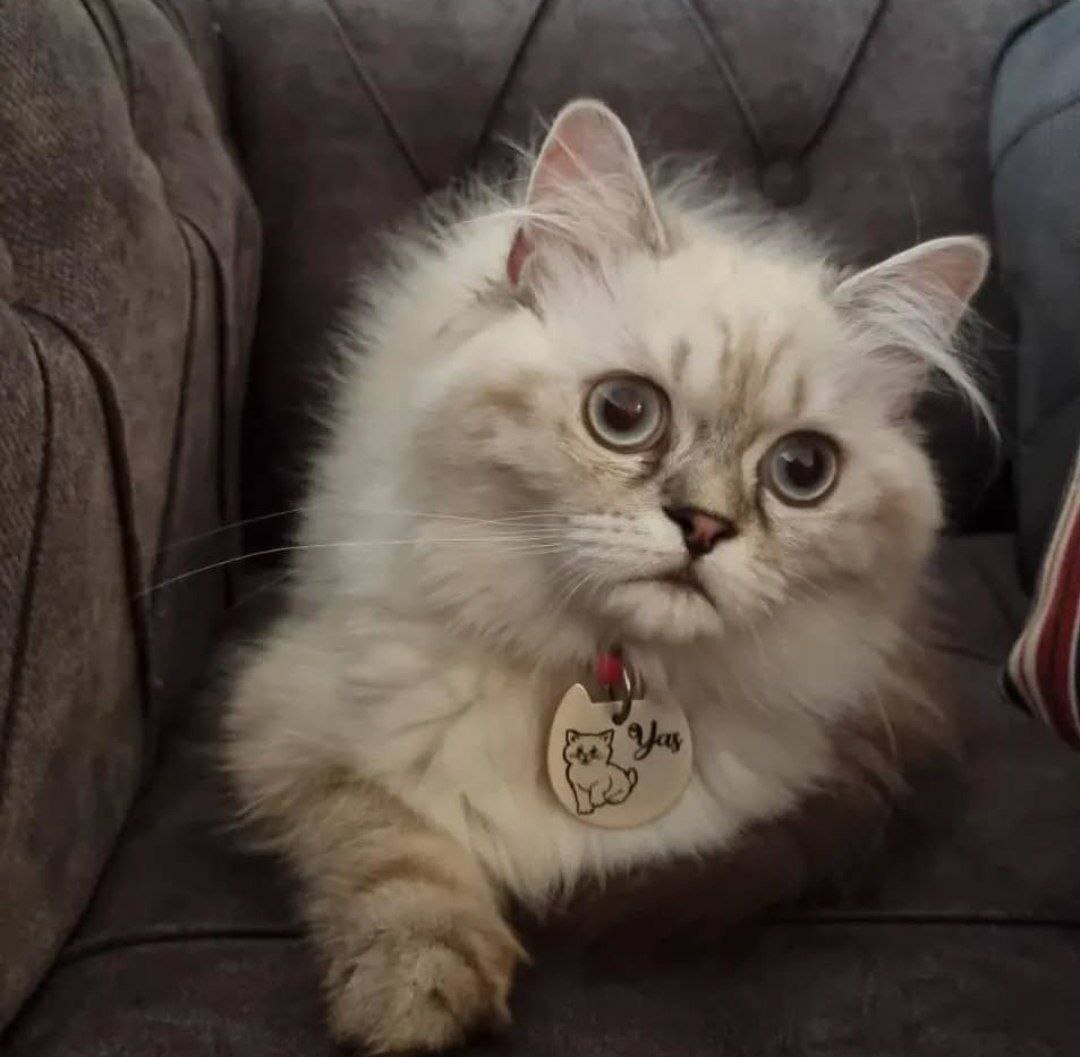 نقش عوامل اقتصادی در جایگزین کردن فرزند با حیوان خانگی/ گزارش نهایی نقش عوامل اقتصادی در جایگزین کردن فرزند با حیوان خانگی/ گزارش نهایی