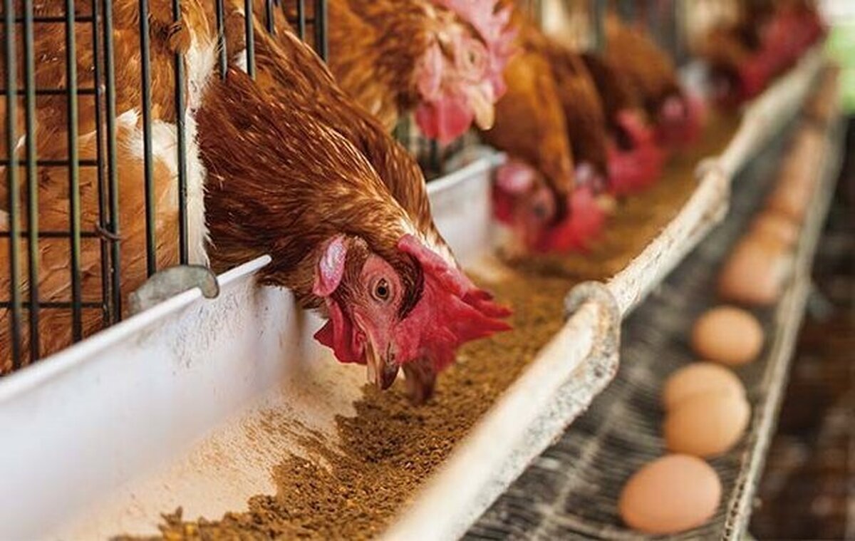 عرضه تخم‌مرغ پایین‌تر از نرخ مصوب در بازار