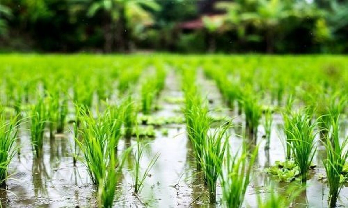 برنامه‌ریزی برای جایگزینی ارقام پرمحصول برنج