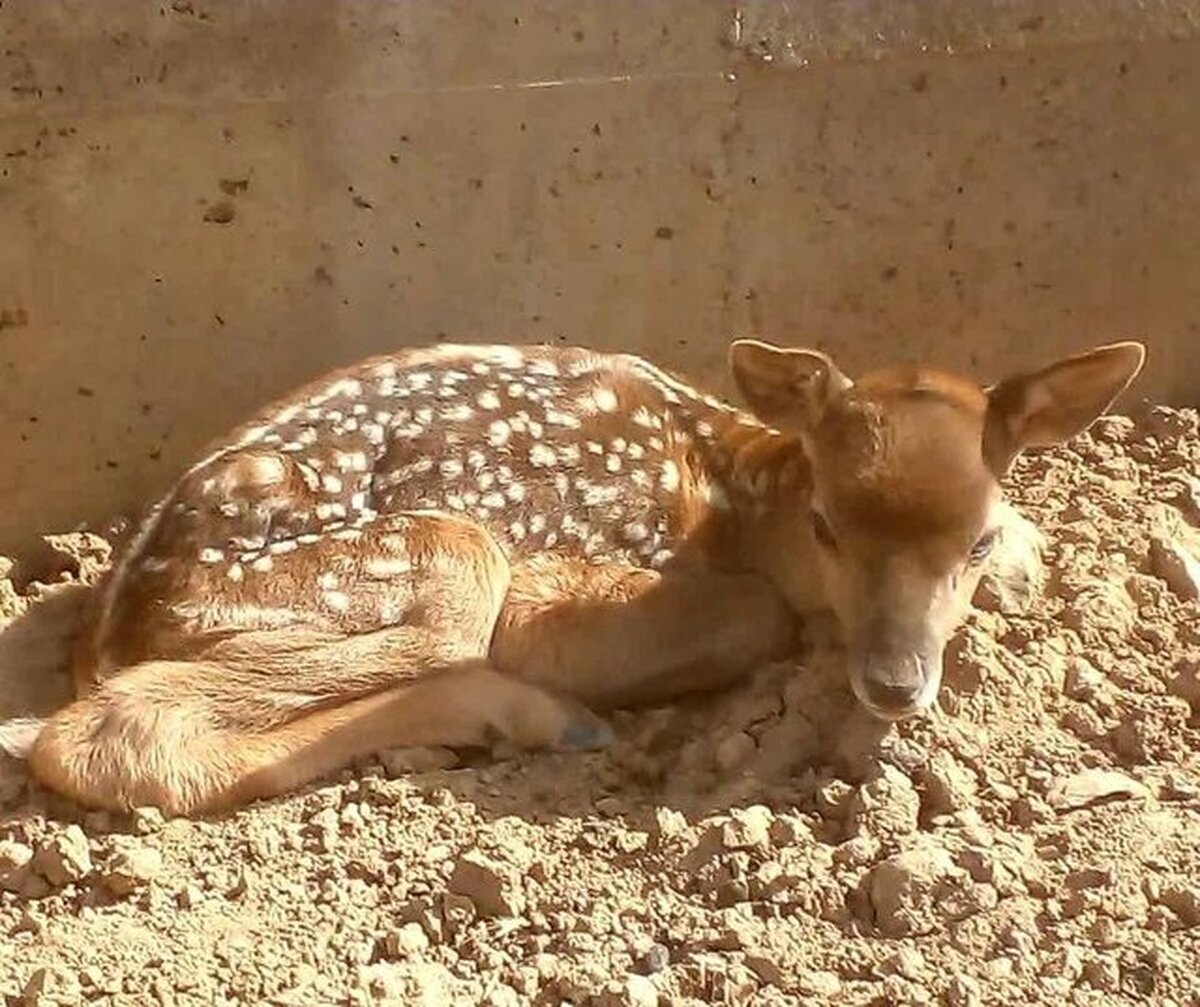 تولد گوساله گوزن زرد ایرانی دربزرگترین سایت خصوصی تکثیر و پرورش گوزن زرد در کشور