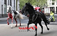 اسبهای سوارهنظام انگلیس رم کردند! اسبهای سوارهنظام انگلیس رم کردند!
